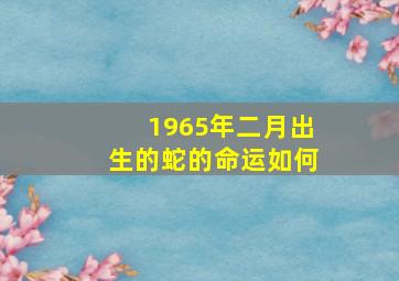 1965年二月出生的蛇的命运如何