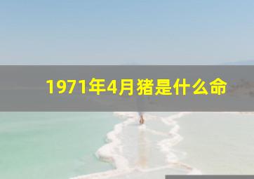 1971年4月猪是什么命