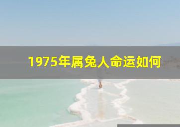 1975年属兔人命运如何