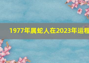 1977年属蛇人在2023年运程