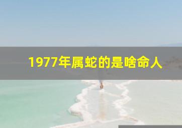 1977年属蛇的是啥命人