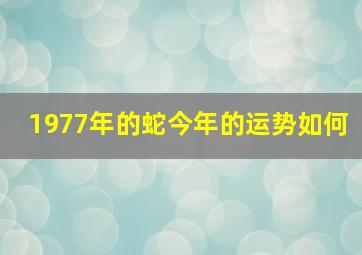 1977年的蛇今年的运势如何