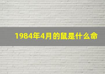 1984年4月的鼠是什么命