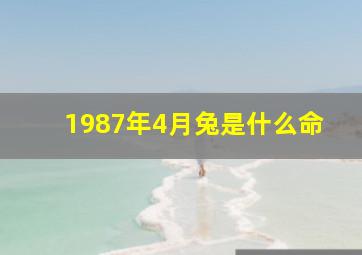 1987年4月兔是什么命