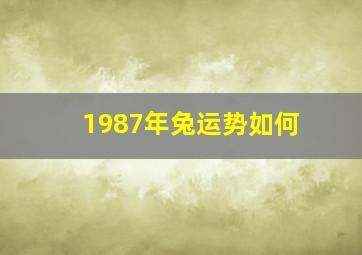 1987年兔运势如何