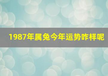 1987年属兔今年运势咋样呢