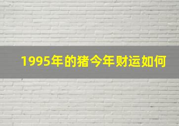 1995年的猪今年财运如何