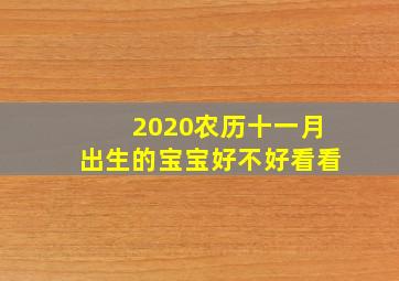 2020农历十一月出生的宝宝好不好看看