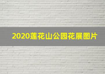 2020莲花山公园花展图片