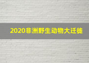 2020非洲野生动物大迁徙