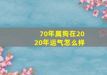 70年属狗在2020年运气怎么样