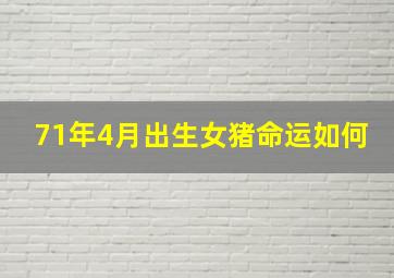 71年4月出生女猪命运如何