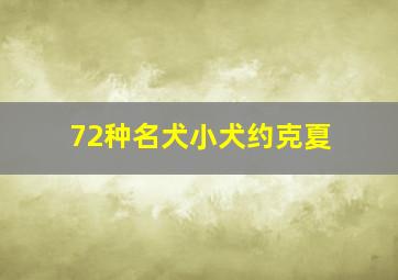 72种名犬小犬约克夏