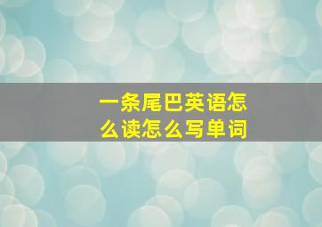 一条尾巴英语怎么读怎么写单词