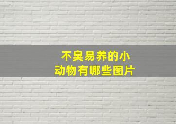 不臭易养的小动物有哪些图片