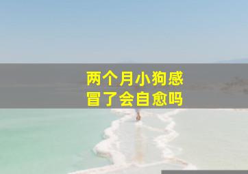 两个月小狗感冒了会自愈吗