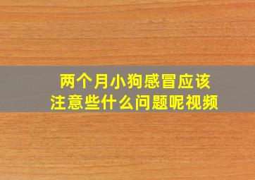 两个月小狗感冒应该注意些什么问题呢视频