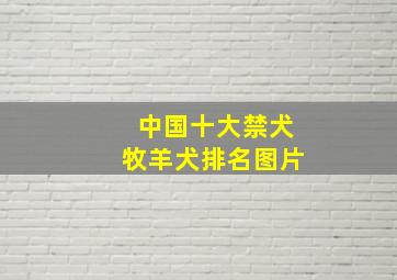 中国十大禁犬牧羊犬排名图片