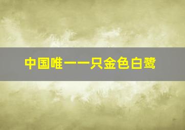 中国唯一一只金色白鹭