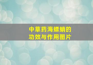 中草药海螵蛸的功效与作用图片