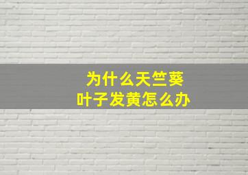 为什么天竺葵叶子发黄怎么办