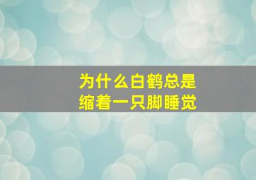 为什么白鹤总是缩着一只脚睡觉