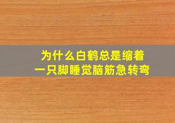 为什么白鹤总是缩着一只脚睡觉脑筋急转弯