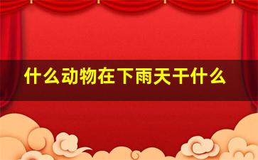 什么动物在下雨天干什么