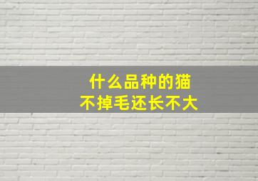 什么品种的猫不掉毛还长不大