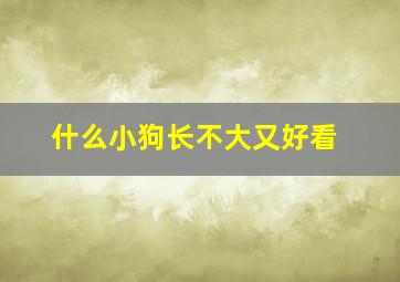 什么小狗长不大又好看