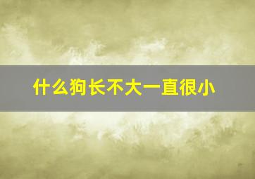 什么狗长不大一直很小