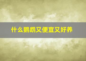 什么鹦鹉又便宜又好养