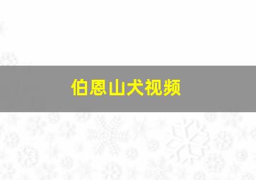 伯恩山犬视频