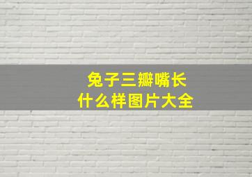 兔子三瓣嘴长什么样图片大全