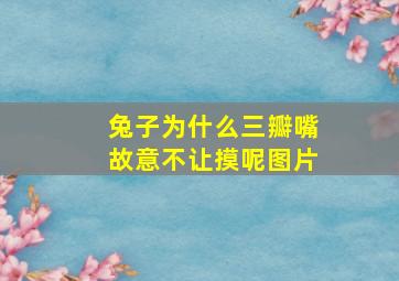 兔子为什么三瓣嘴故意不让摸呢图片