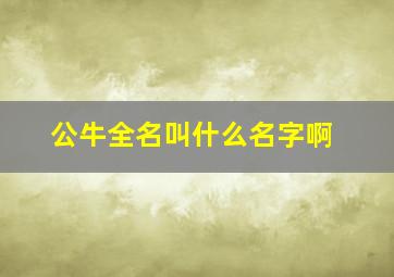 公牛全名叫什么名字啊