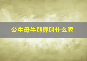 公牛母牛别称叫什么呢