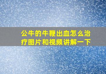 公牛的牛鞭出血怎么治疗图片和视频讲解一下