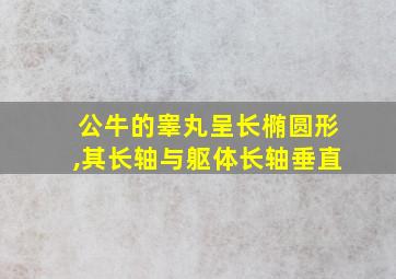 公牛的睾丸呈长椭圆形,其长轴与躯体长轴垂直