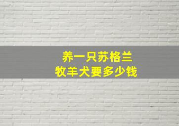 养一只苏格兰牧羊犬要多少钱