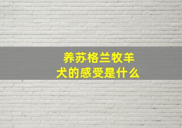 养苏格兰牧羊犬的感受是什么