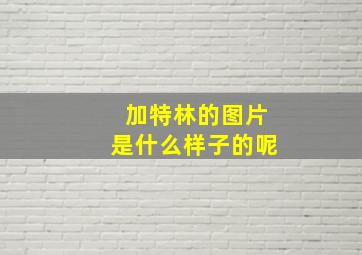 加特林的图片是什么样子的呢