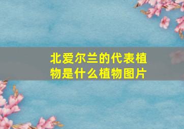 北爱尔兰的代表植物是什么植物图片