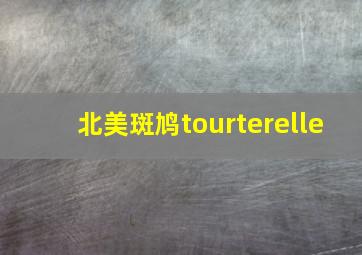 北美斑鸠tourterelle