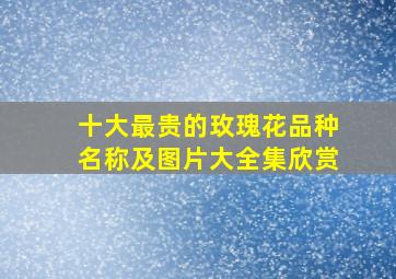 十大最贵的玫瑰花品种名称及图片大全集欣赏