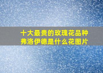 十大最贵的玫瑰花品种弗洛伊德是什么花图片