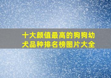 十大颜值最高的狗狗幼犬品种排名榜图片大全