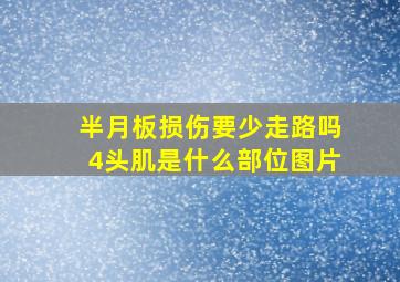 半月板损伤要少走路吗4头肌是什么部位图片