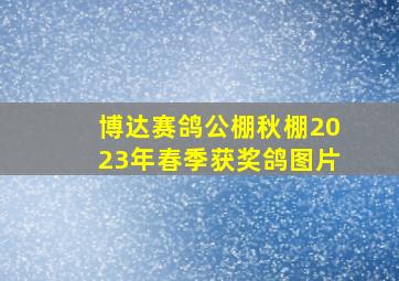 博达赛鸽公棚秋棚2023年春季获奖鸽图片