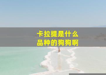 卡拉提是什么品种的狗狗啊